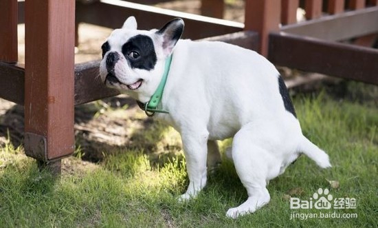 怎么引导狗狗定点大小便