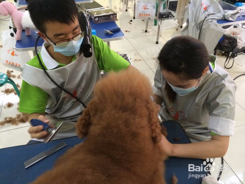 学宠物美容要准备什么吗