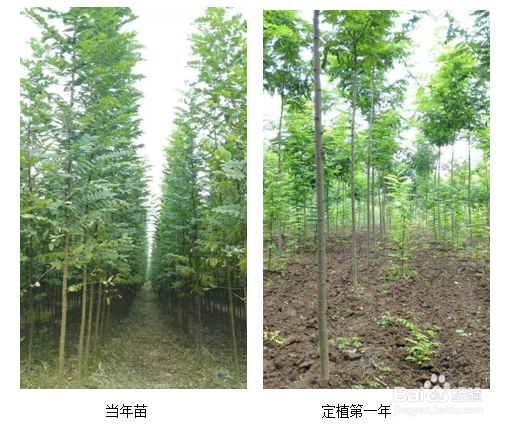 种什么树长的最快