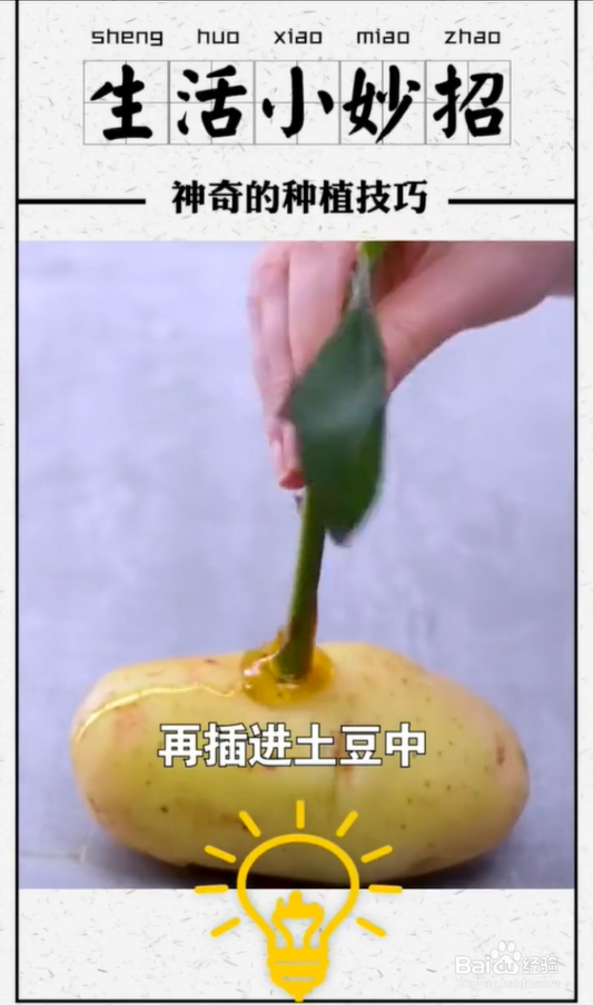 植物种植小技巧