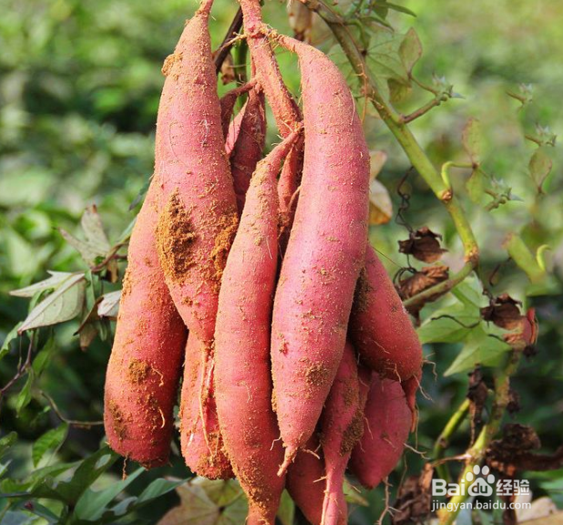 返蜜地瓜和返蜜红薯薯的区别是什么？