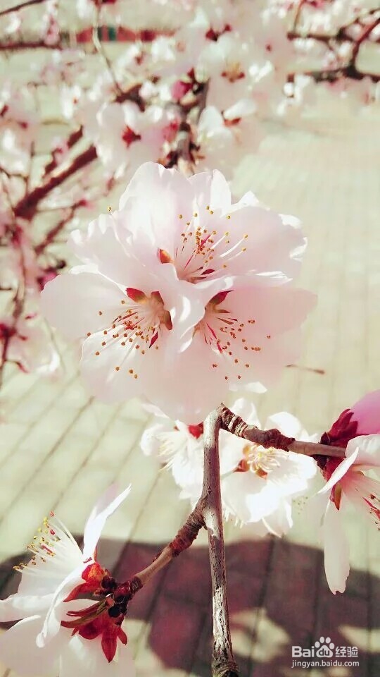 春天可以去哪儿旅游？