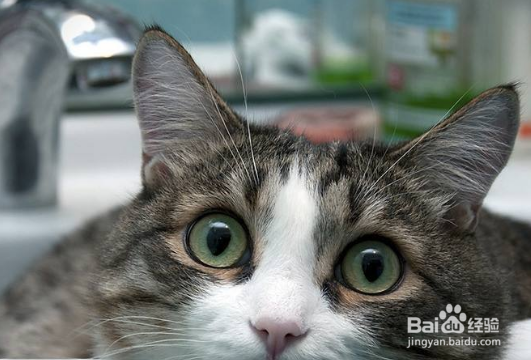 怎么样让小猫更健康!