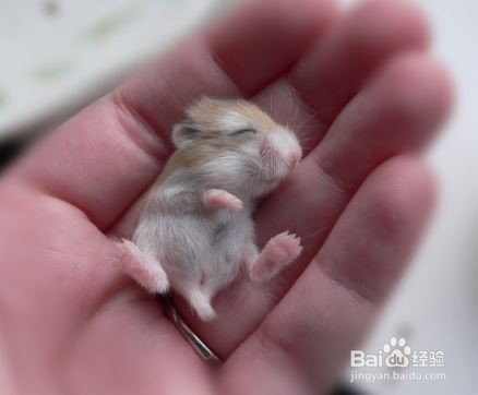 怎么判断仓鼠年龄