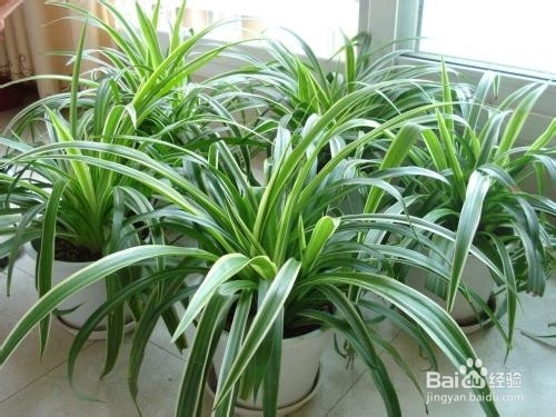 装修过的房子怎么去除甲醛?