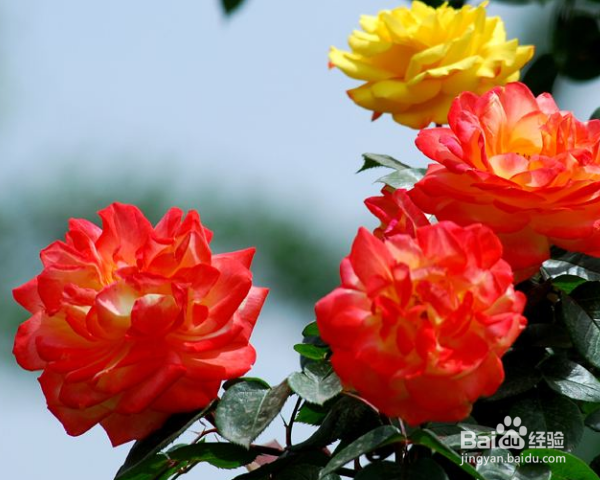 月季树的嫁接方法及之后的管理？