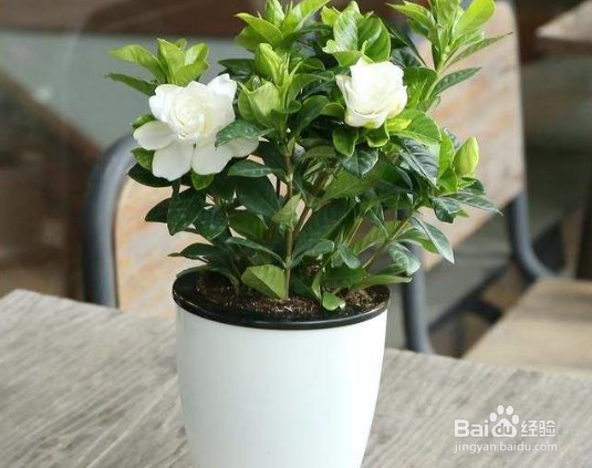 养护茉莉花需要注意哪些方面