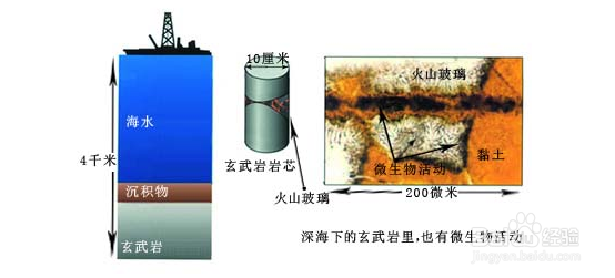 海底以下的地层中有生命吗