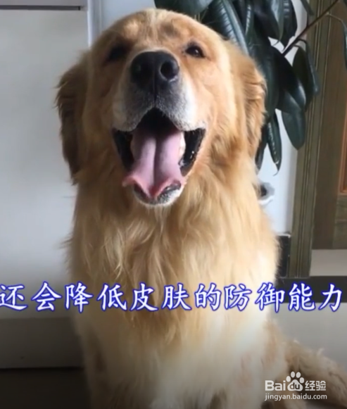 狗狗皮肤病需要剃毛吗