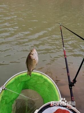 清蒸鲫鱼的家常做法