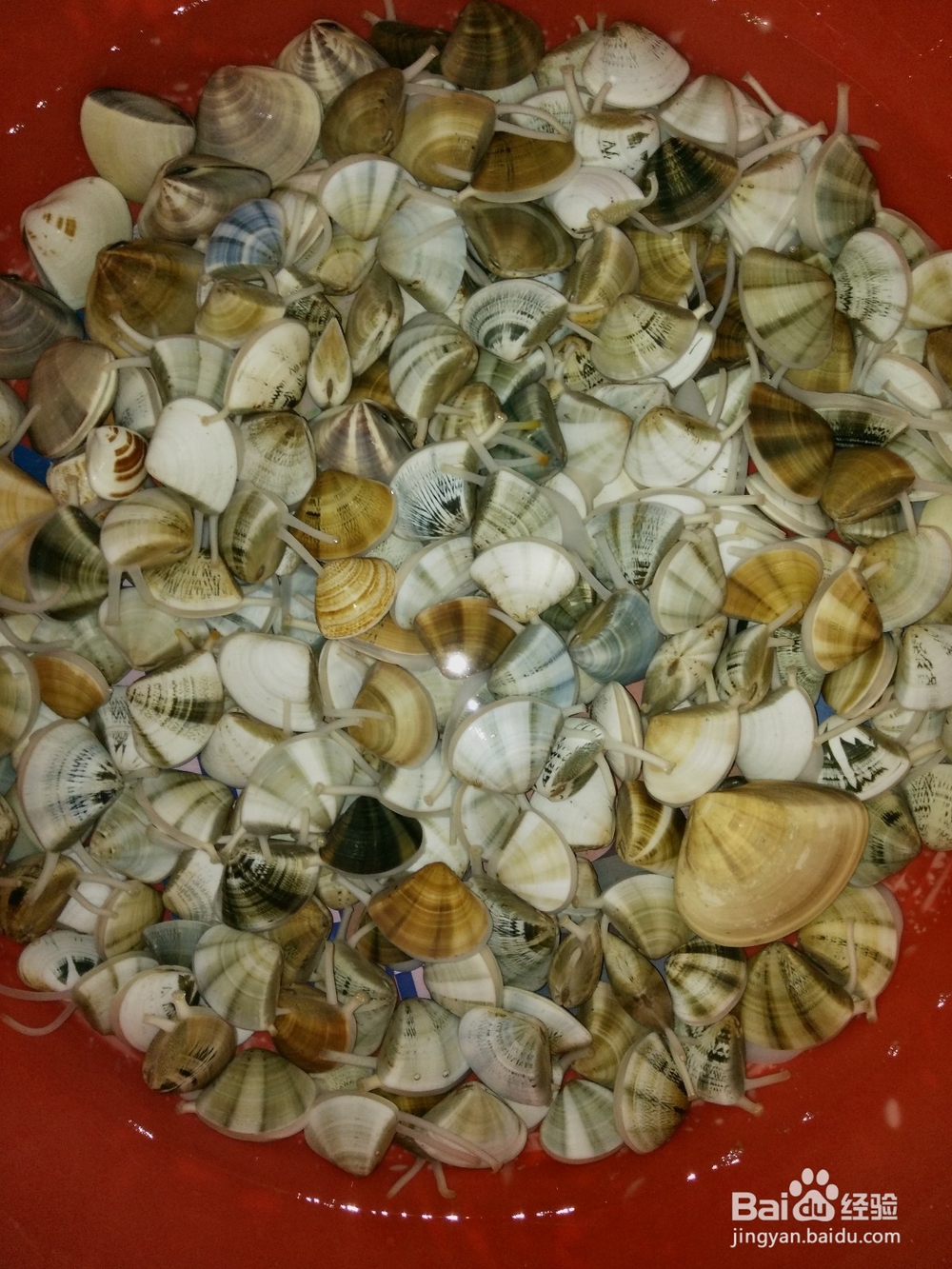 怎样做冬瓜海螺汤