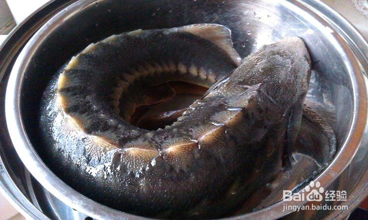 简单美味清蒸鲟鱼