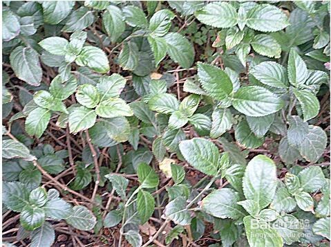 糯米香茶苗的栽盆方法