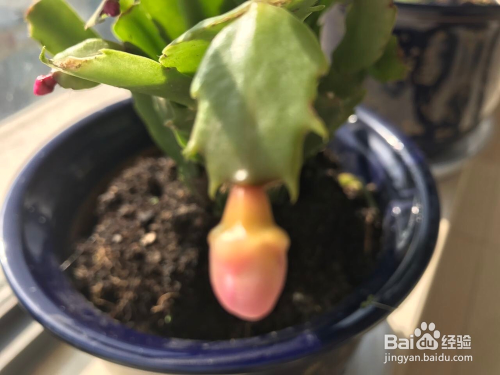 蟹爪兰的养护方法