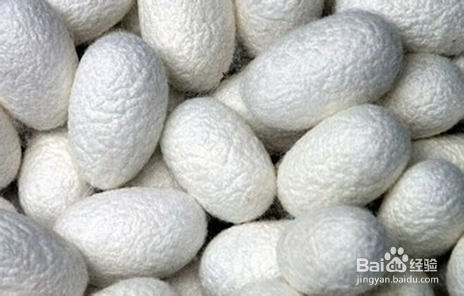 同属于真丝的桑蚕丝和柞蚕丝区别在哪里