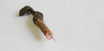 冬虫夏草怎么食用 冬虫夏草的吃法技巧