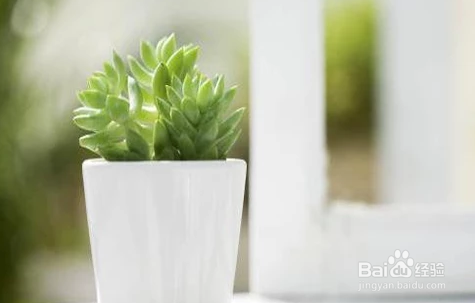 大学寝室中女生有哪些东西必不可少？