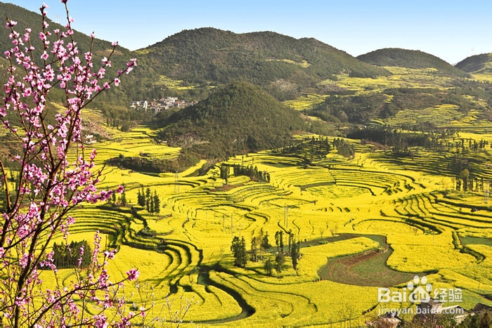旅游摄影达人分享 罗平油菜花拍摄经验