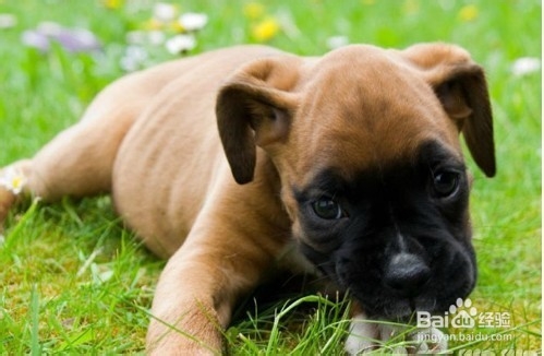 训练狗狗定点大小便 主人有责