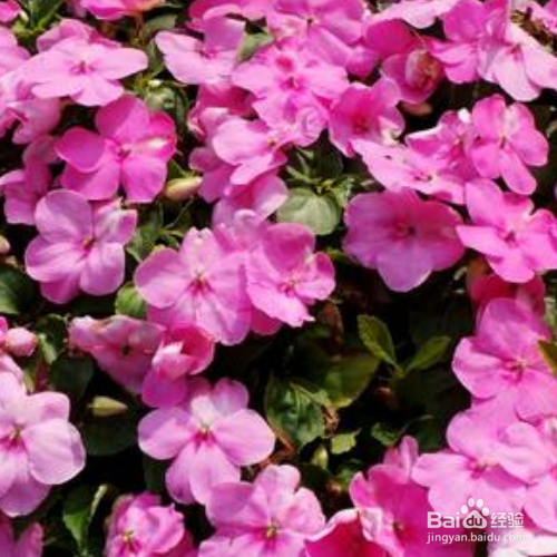 苏丹凤仙花的种植方法和注意事项