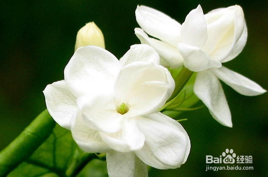 栀子花怎么养?