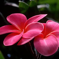 高楼火灾怎么办