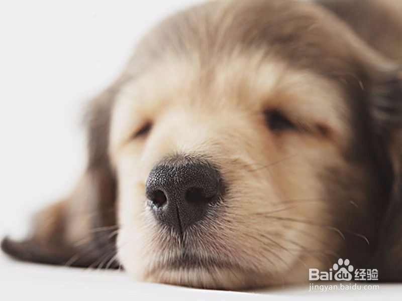 怎样从细微处发现自己的狗狗生病了