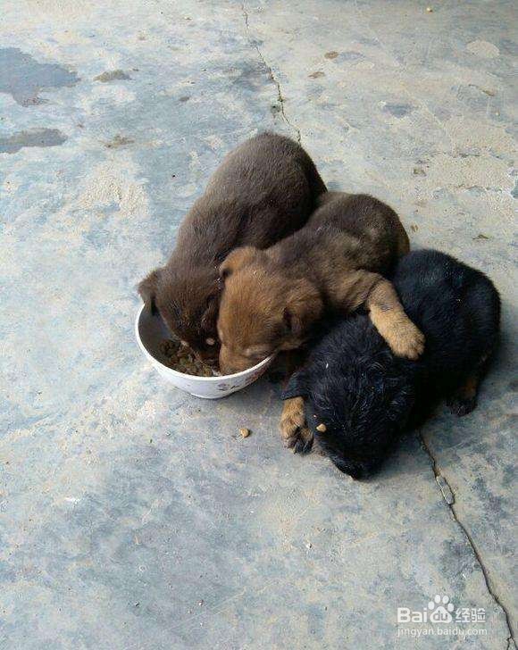 怎样养中华田园犬