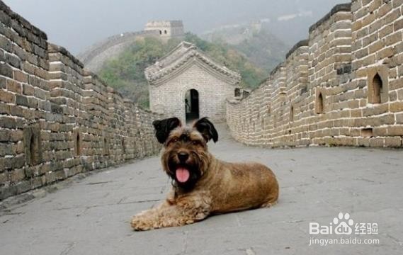 怎样治疗肠易激综合征