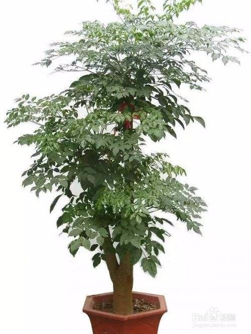 盆栽幸福树怎么养