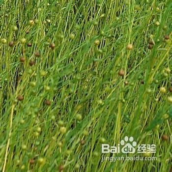 【亚麻籽油】亚麻籽油的作用