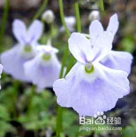 小白兔狸藻怎么养水培