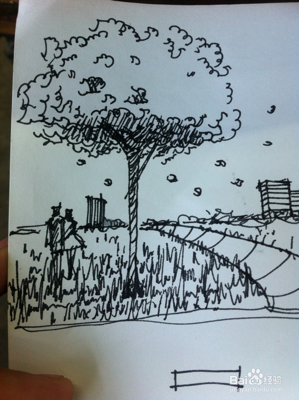 <b>钢笔手绘——花园树木景观随笔</b>