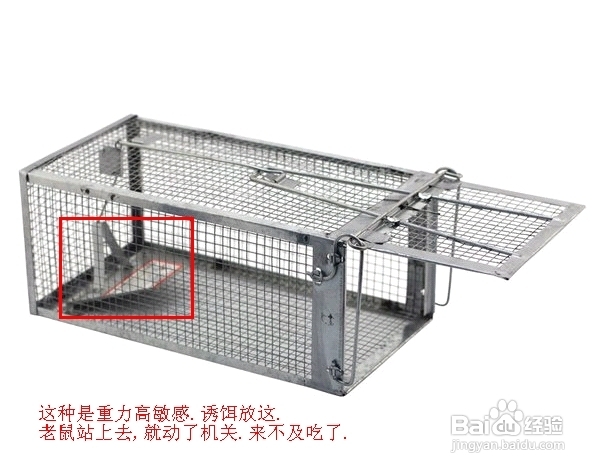怎么抓老鼠和消灭老鼠