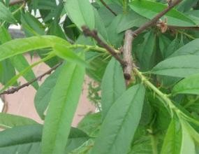 驱赶蟑螂、蚂蚁、蚊子的妙方