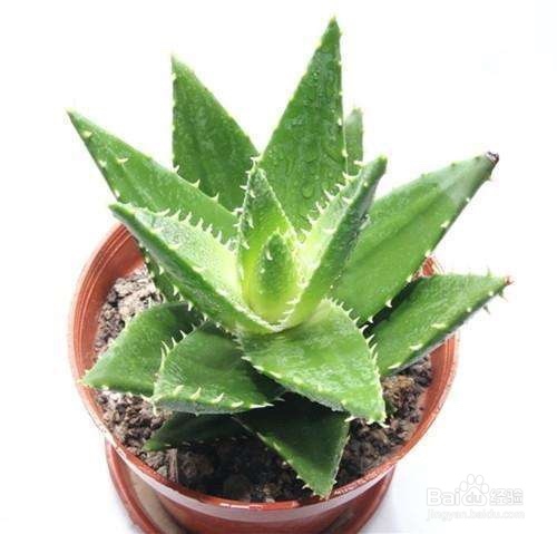 哪些植物吸毒强并且好管理呢