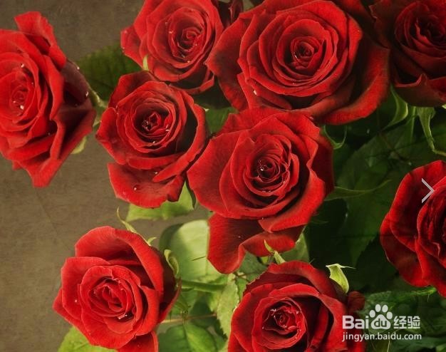 收到的玫瑰花束怎么养