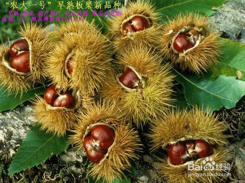 淮山药的功效以及用法