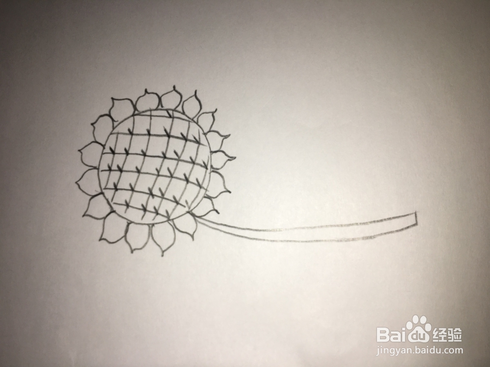 简笔画-向日葵