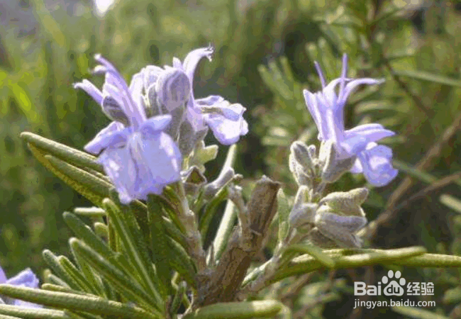 种植迷迭香的扦插要点和注意事项