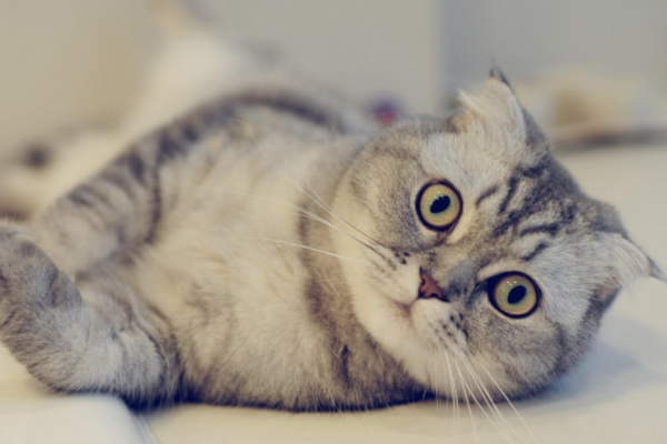 小猫的爪子可以剪么可以剪多少