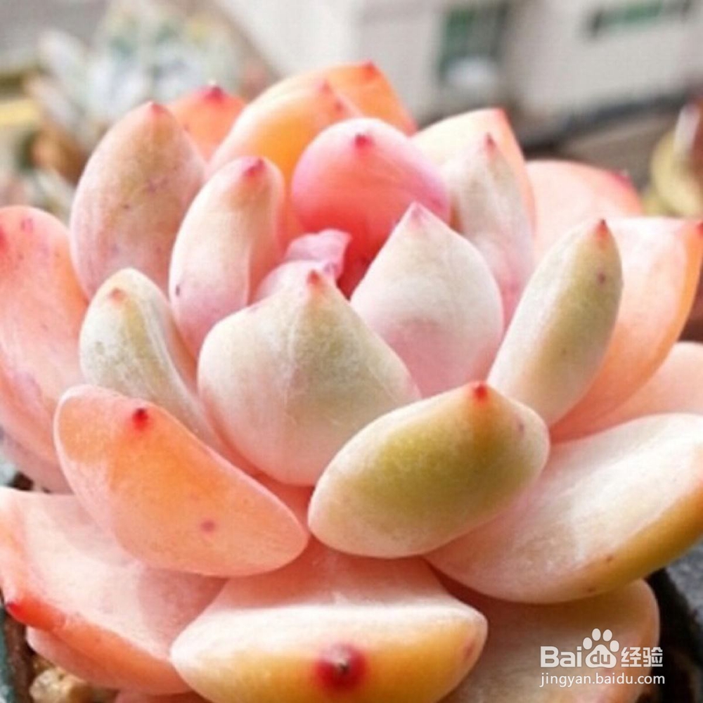 冬天多肉叶片扦插方法