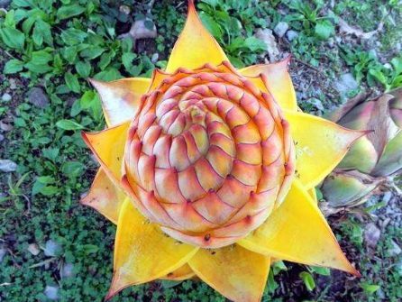 地涌金莲花的吃法