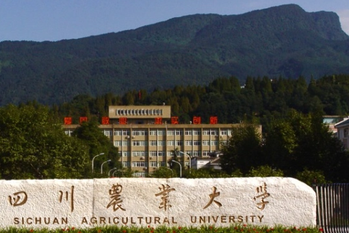 四川省985211大学有哪些大学