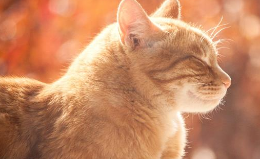 特别胆小的家养母猫送到宠物店配种回来后就没精神和呕吐不吃不喝怎么回事