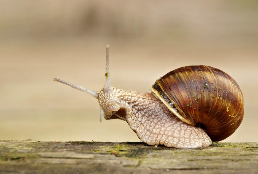 寒风瑟瑟。一只蜗牛艰难的爬着。想象作文