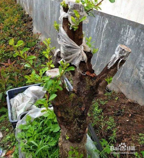 火棘下山桩怎么栽培