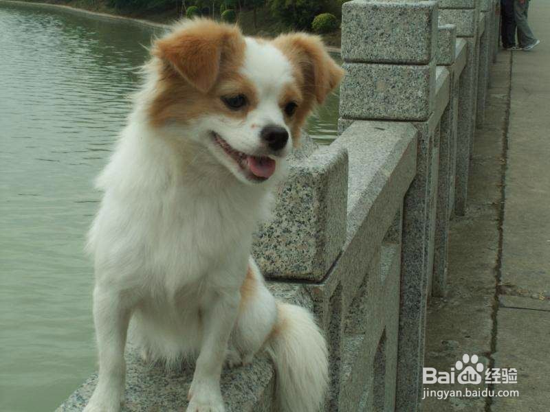 流浪狗怎么处置 遇到流浪狗怎么办