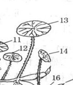 认识莲藕的生物学特征