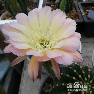 席克氏仙人球怎么养